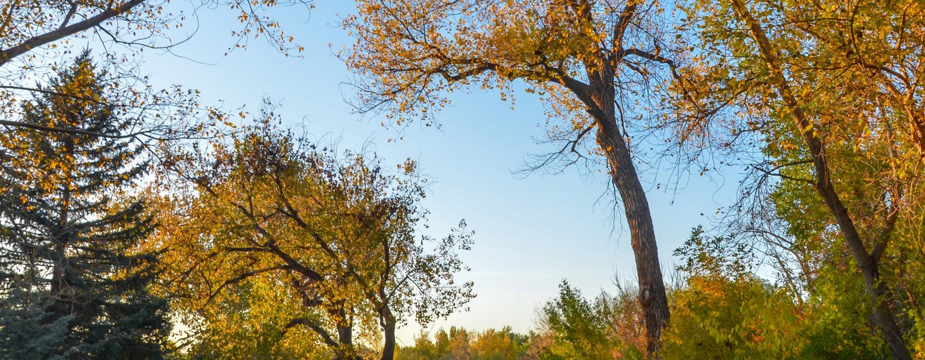 a group of trees with yellow leaves