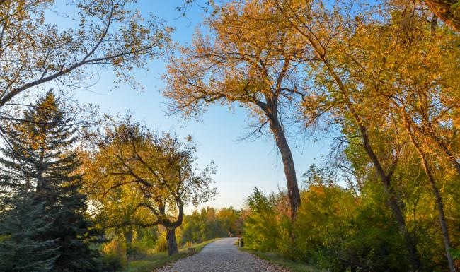 a road with trees on either side
